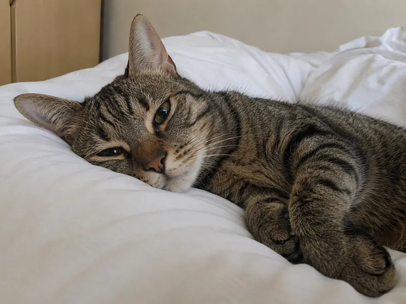 Un chat tigré allongé sur un lit blanc regardant l'objectif